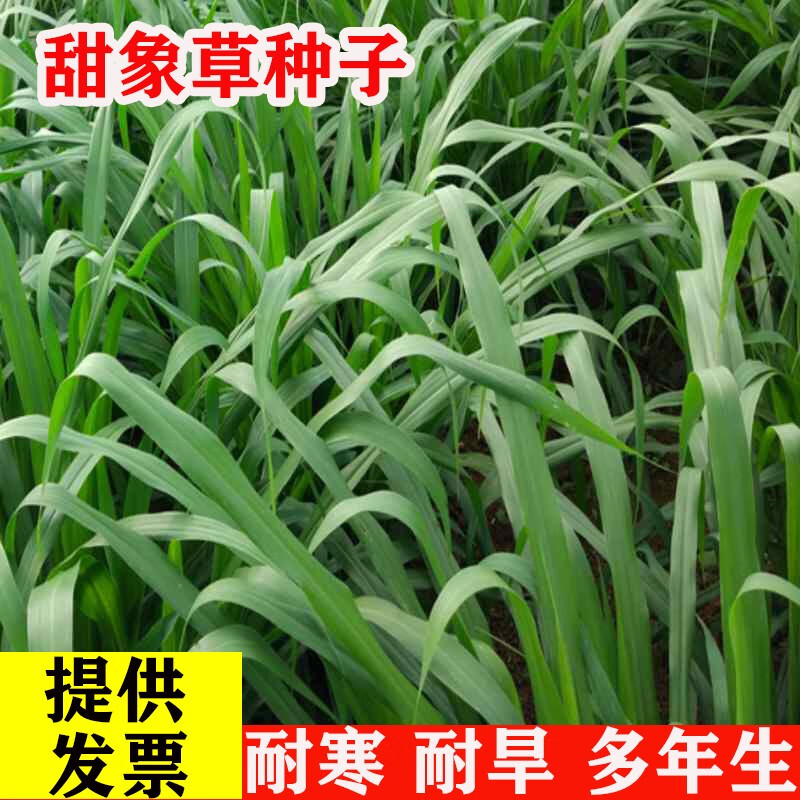 语安台湾甜象草种节种子苗青贮饲料牧用牧春籽甜象草 1甜象草半斤