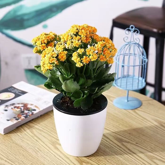 长寿花盆栽重瓣花苗带花苞大花绿植物室内四季开花巴黎长寿花卉 长寿