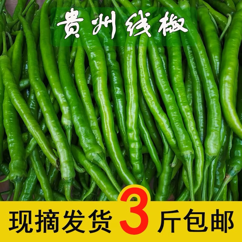 贵州新鲜线椒青椒蔬菜现摘二荆条香辣青椒青海椒中辣长椒 3斤