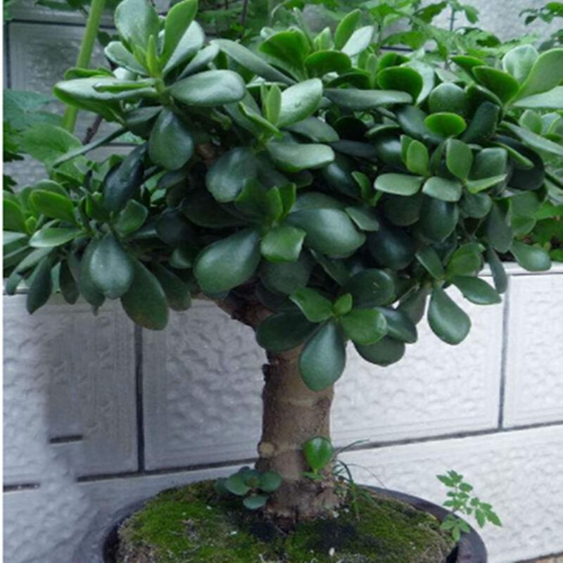 亚招玉树盆栽苗老桩大叶玉树花植物多肉燕子掌室内客厅绿植 玉树 玉树