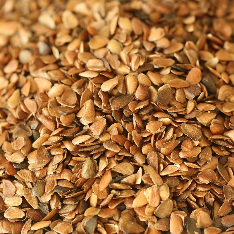 速生红油香椿种子散装零售臭椿四季易种红叶香春芽苗菜蔬菜种籽孑