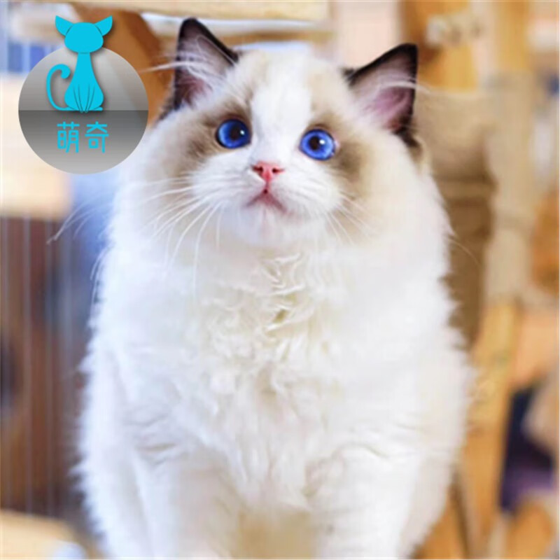 【100天健康保障】布偶猫活体幼猫宠物猫咪小猫活物重点色海双蓝双山双蓝眼睛异瞳长毛猫仙女猫幼崽 S-宠物级高性价比高么？