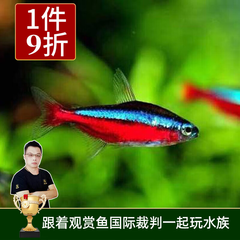 云峰海瑞 热带鱼 观赏鱼灯科鱼 观赏鱼小型淡水鱼草缸群游 热带鱼活体 哥伦比亚宝莲灯鱼10条属于什么档次？