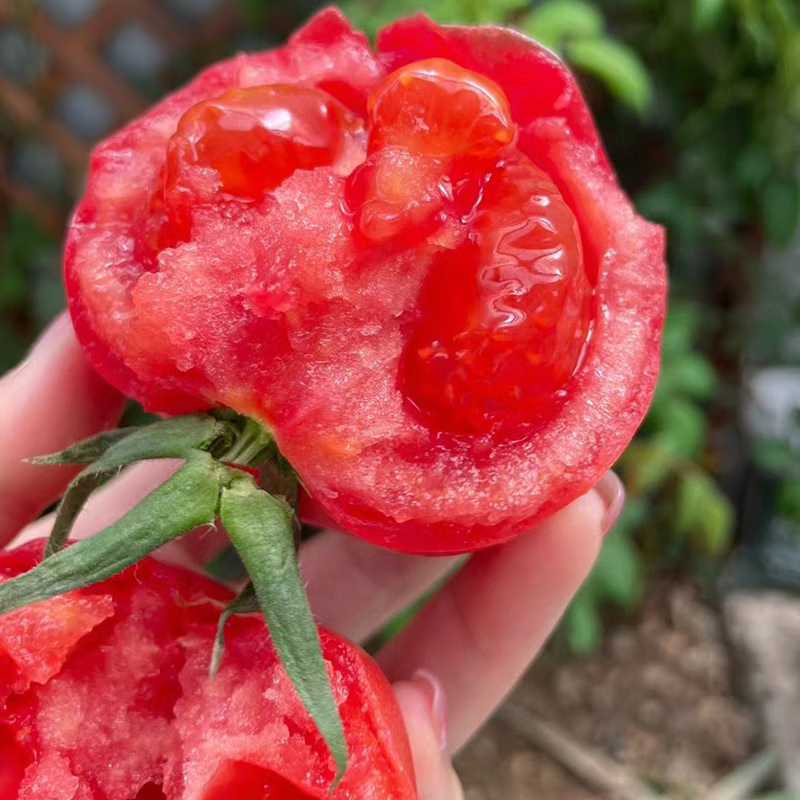 秦品堂陕西泾阳普罗旺斯西红柿【顺丰包邮】生吃沙瓤番茄西红柿自然熟 普罗旺斯中果 5斤 (中通,极兔)