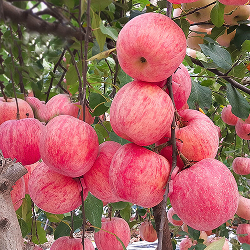 言清 红富士脆甜苹果树苗 嫁接苹果苗盆栽地栽庭院阳台果树苗当年结果 5年苗粗2.5厘米