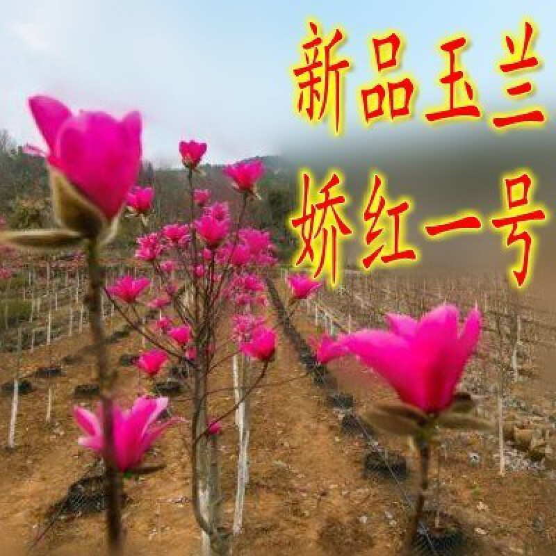 玉兰花苗兰花树苗南方北种植庭院盆栽地栽木兰花树 新品种娇红一号 3
