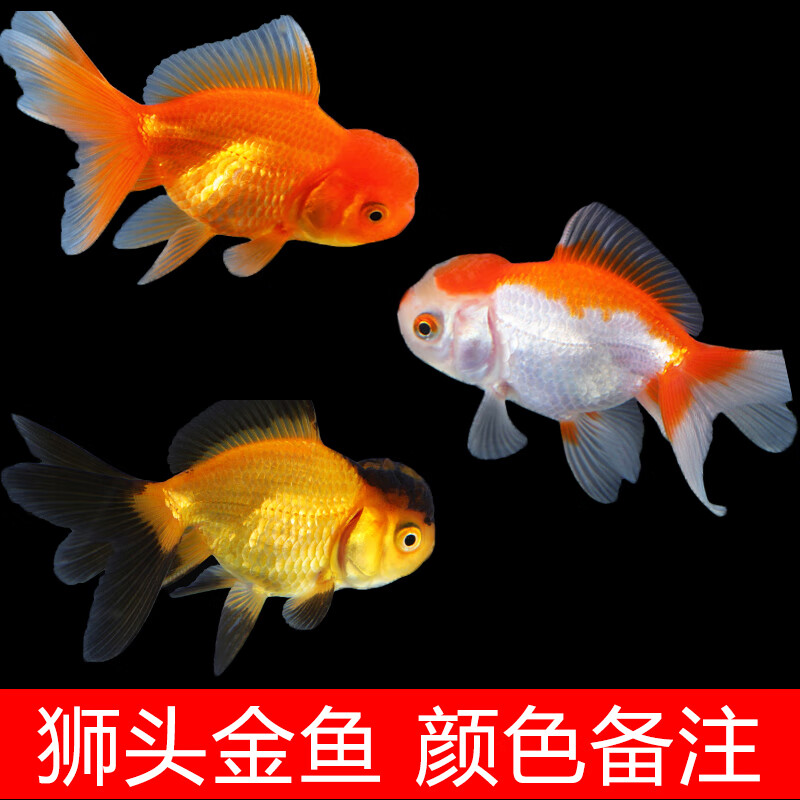 精品狮子头金鱼红狮头黑国狮鱼活鱼鱼苗活体观赏鱼 5-7cm狮头金鱼1条