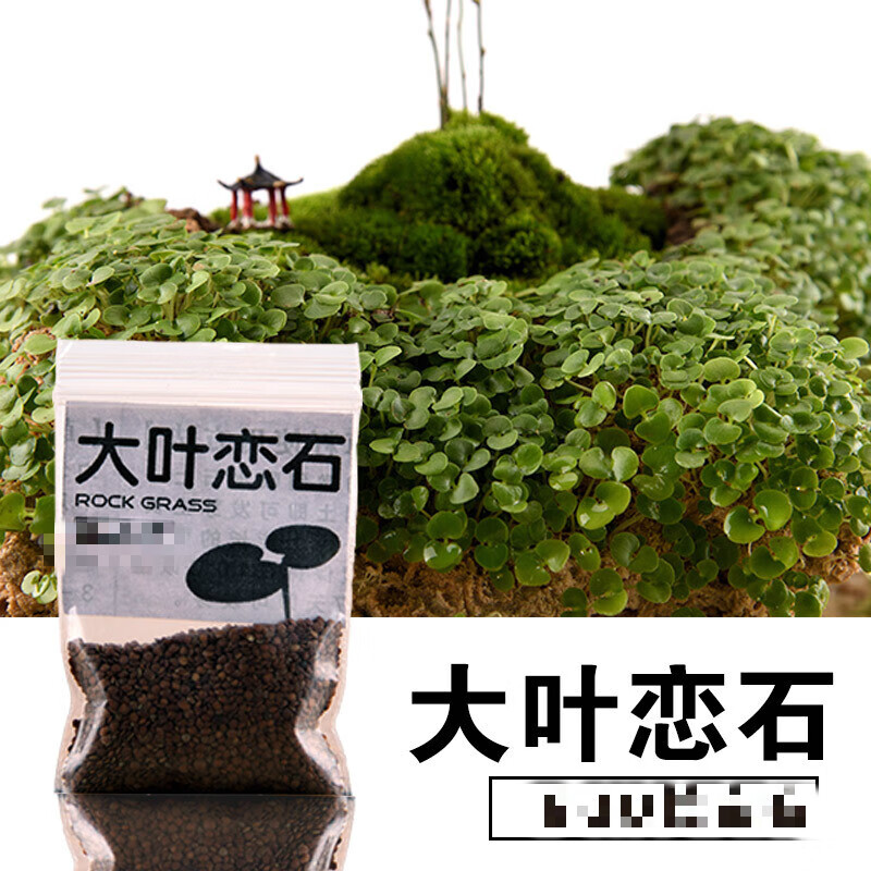 草籽草种子上水石吸水石盆景草植物珍珠草盆栽微景观小草 大叶恋石