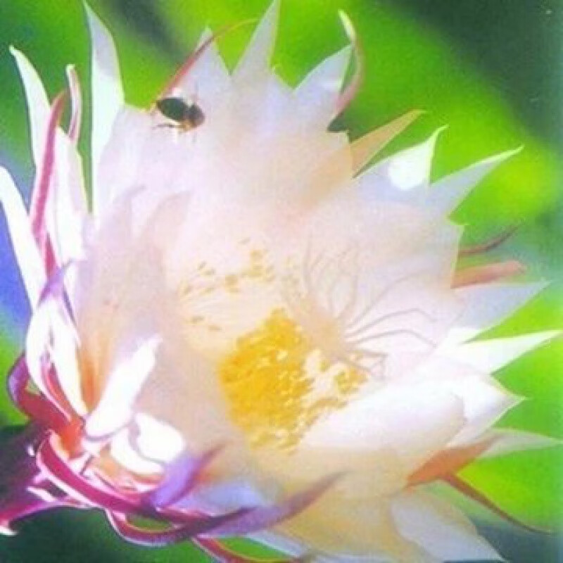 庭院植物绿色盆栽盆景花卉昙花一现适合新 孔雀3年苗(25-35厘米高度