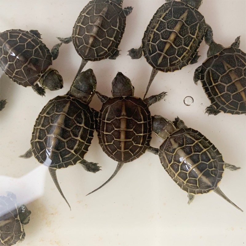 真外塘4-5厘米 1只单身(安徽草龟)