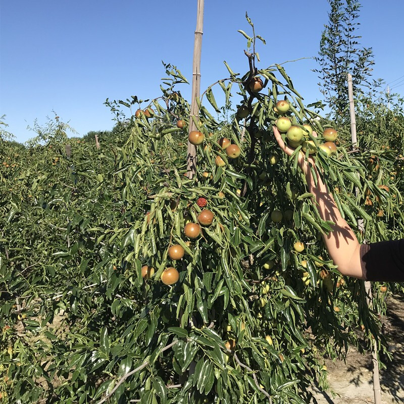 枣树活苗当年结果地栽枣子树苗南方北方种植枣树嫁接苗特大青枣苗 1年