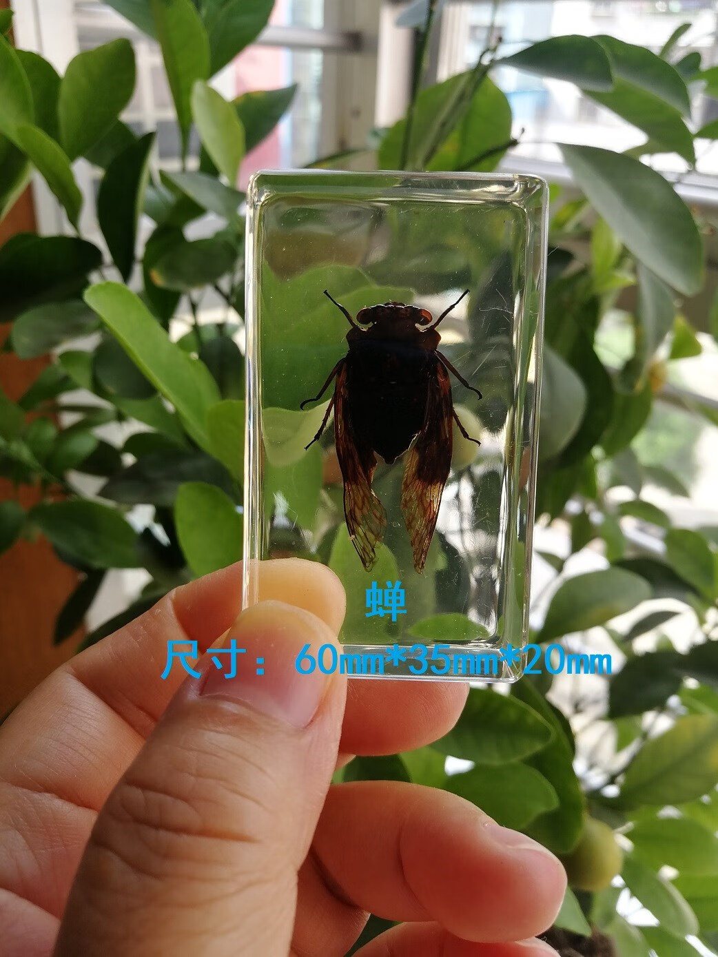mppmck人工琥珀摆件昆虫标本中小学科普锹甲天牛蝉幼儿认知玩具礼品