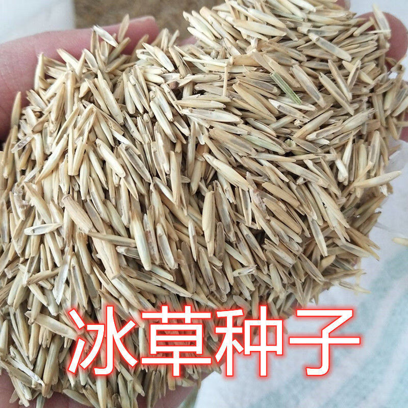 赤卉冰草种子   牧草种籽别名野麦子扁穗冰草 冰草种子半斤