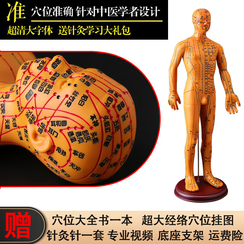 针灸穴位人体模型人十二经络图扎针中医小皮人数字刻度铜全身 铜色