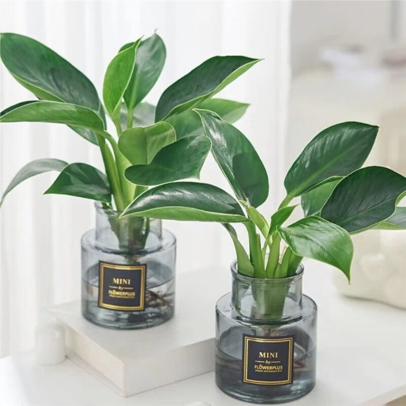 锦枫(jinfeng)水培金钻绿公主盆栽花卉室内好养植物办公室桌面绿植四