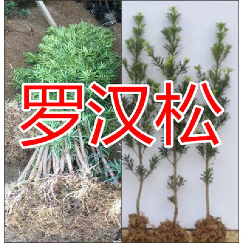 花e流罗汉松树苗珍珠米叶小叶中叶雀舌苗大树老桩盆栽盆景四季常青