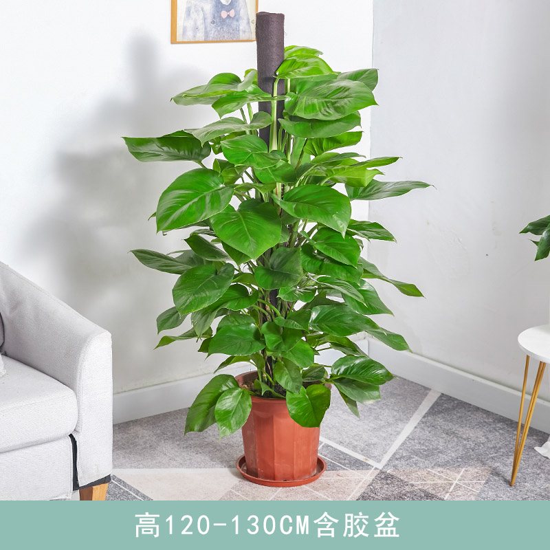 绿萝盆栽 大叶绿萝盆景室内办公室家居欧式风格净化空气绿植花卉 高