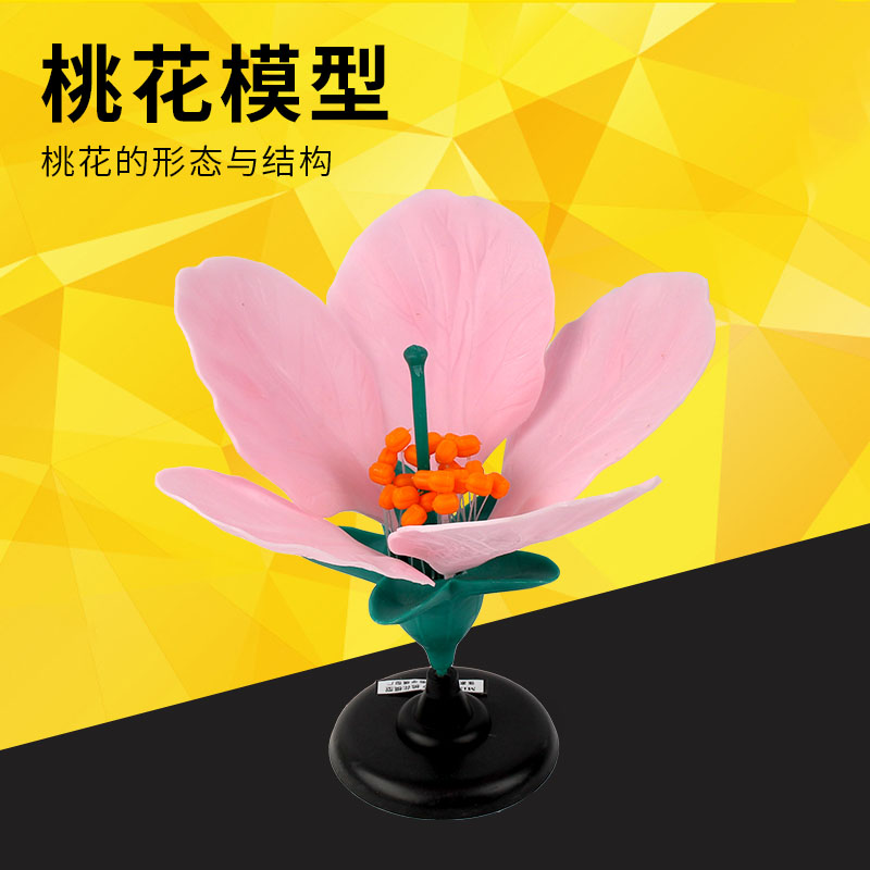 科睿才 桃花模型 j3207 五花瓣子 桃花的结构 初中,高中生物实验模型