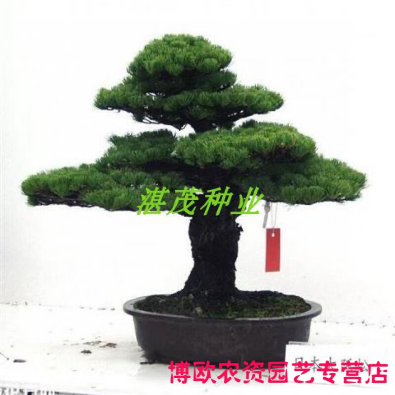 松树种子 大阪松 那须短叶五针松 四季种 黑松美国红松盆景种子籽