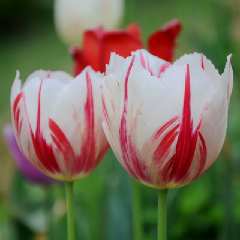 黛萝莉郁金香种球花种籽子土苗盆栽水培带芽重瓣四季开花带花苞荷兰