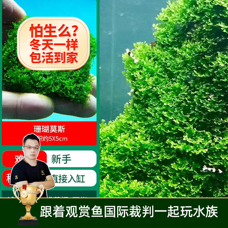 云峰海瑞 鱼缸水草前景莫丝莫斯水草水族箱造景套餐水草活体草缸造景装饰 珊瑚5*5网片定植