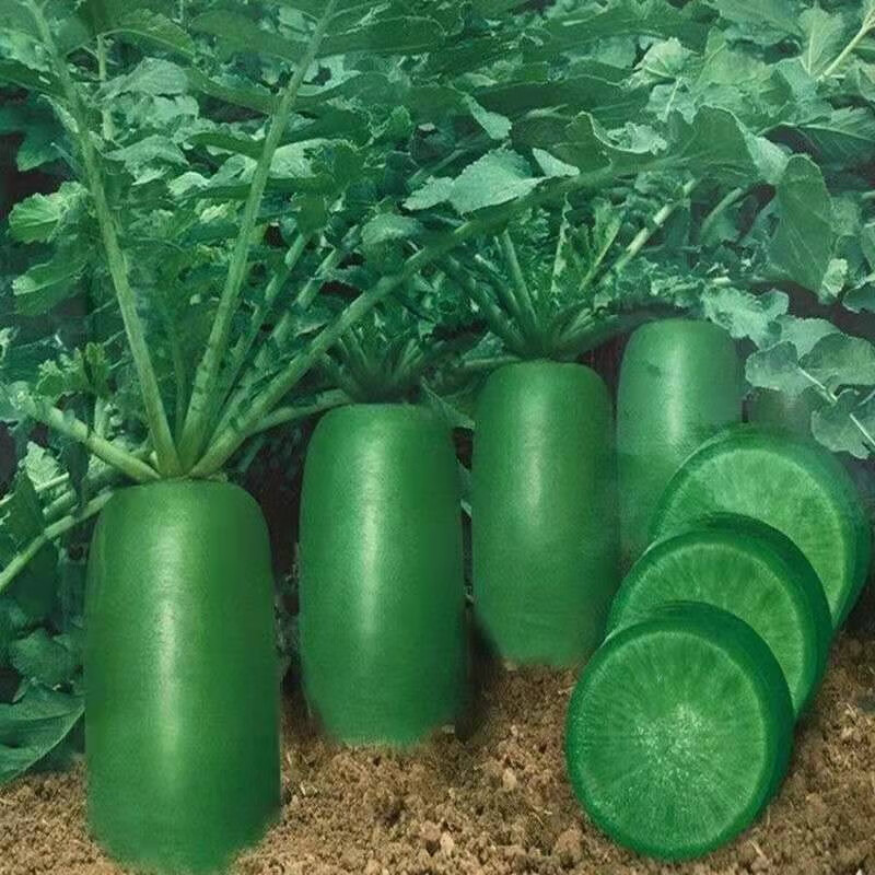 沙窝萝卜种子甜脆水果青萝卜籽庭院盆栽秋播萝卜蔬菜种子大全 沙窝水