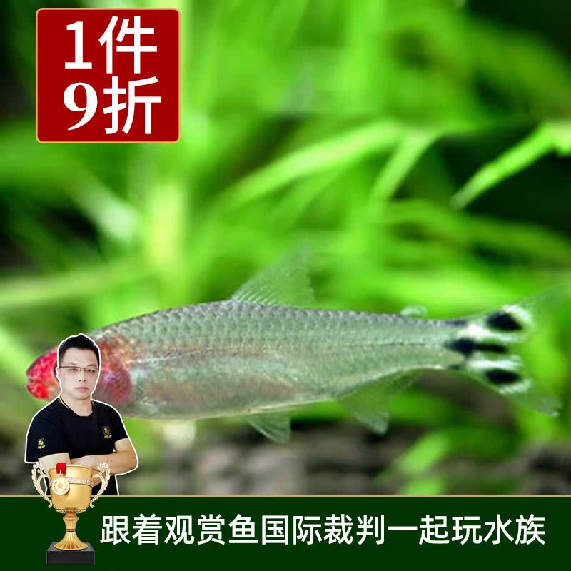 云峰海瑞 热带鱼 观赏鱼灯科鱼 观赏鱼小型淡水鱼草缸群游 热带鱼活体 红鼻剪刀鱼10条怎么看?