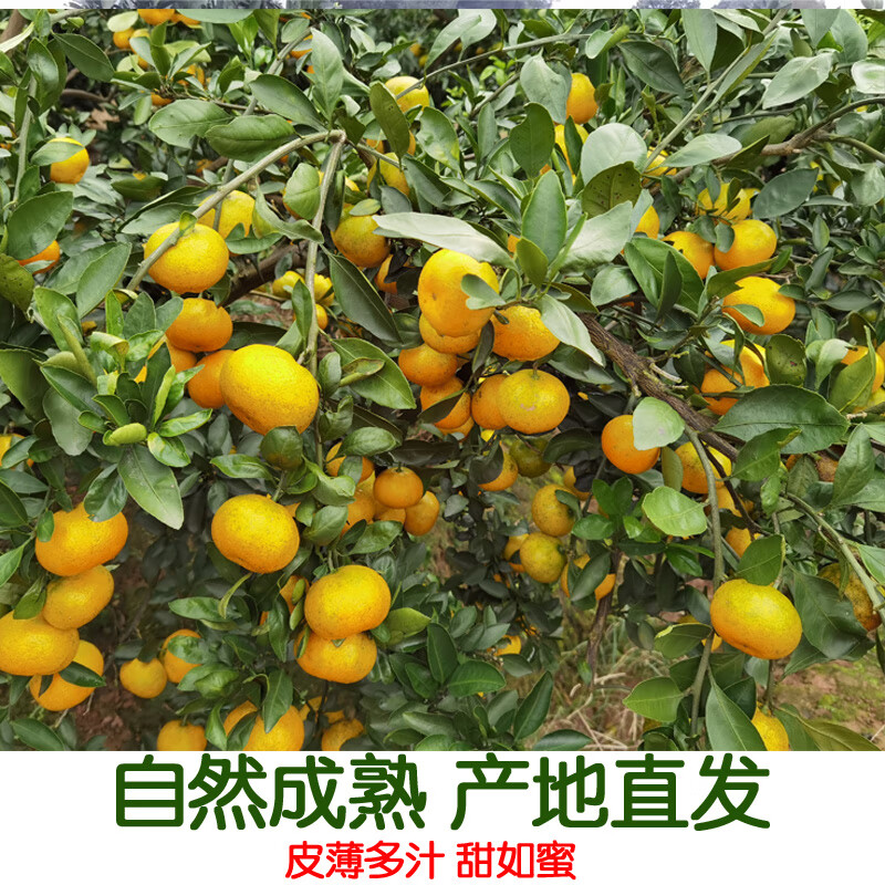 石门秀坪柑橘湖南早熟品质成熟薄皮无核现摘新鲜送人蜜橘石门蜜桔 60mm-65mm大果 9斤带箱10斤装
