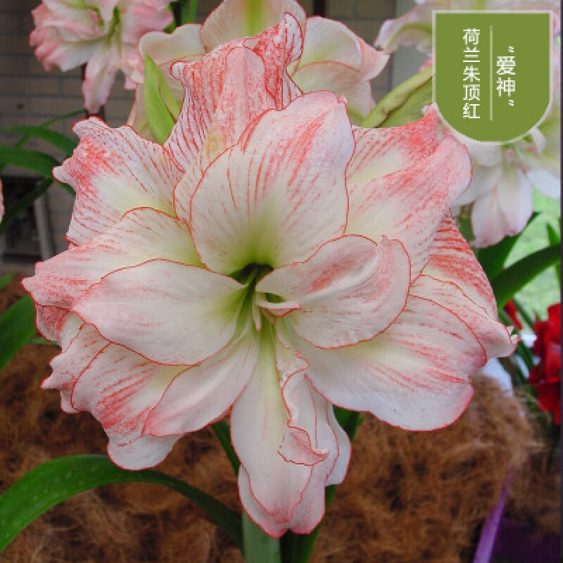 月娥精灵朱顶红荷兰进口重瓣朱顶红种球大球地栽球根观花植物盆栽花卉