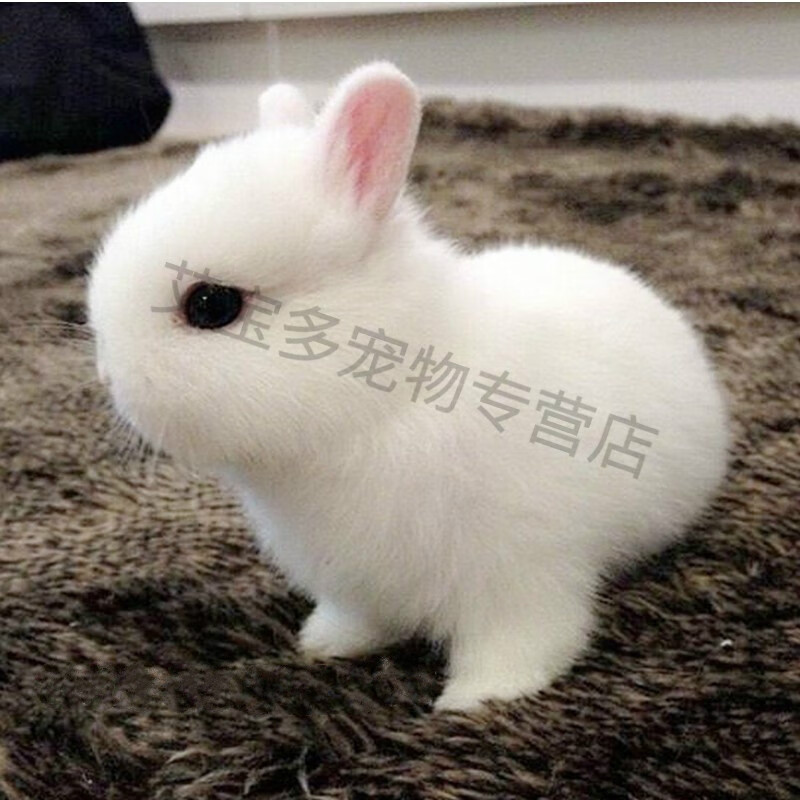 宝诺滋侏儒兔活体小型长不大宠物兔茶杯兔可做造型盖脸猫猫兔小兔子