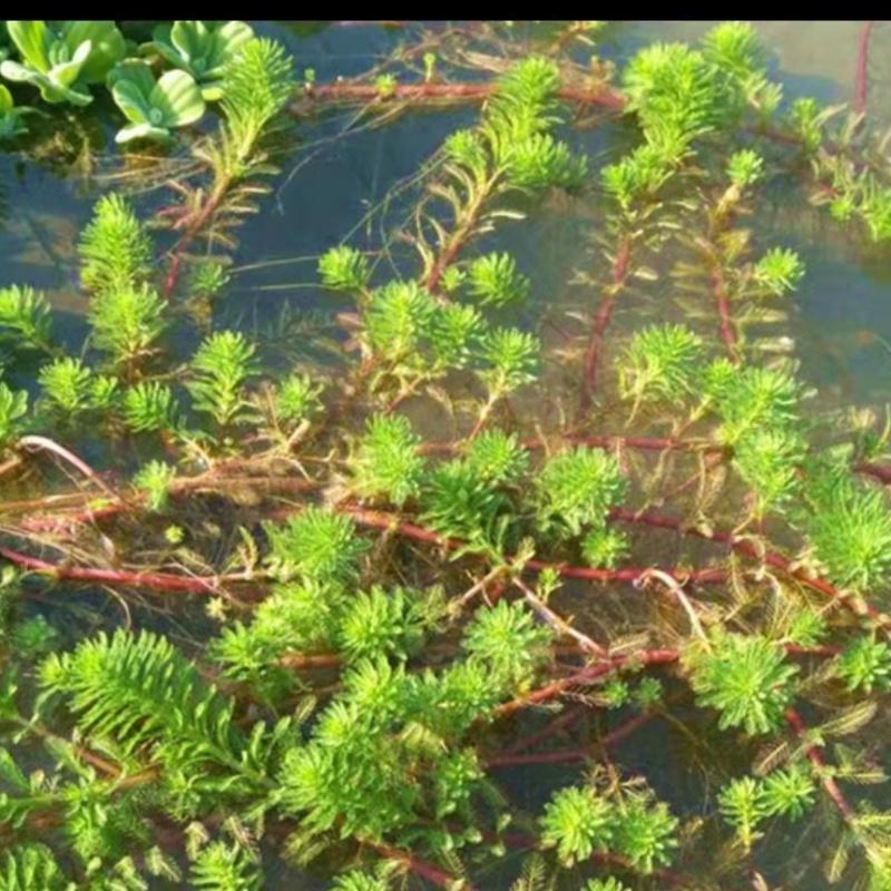 瑾伦粉绿狐尾藻活体漂浮水草种大聚藻工程园林景观净化水质 1斤