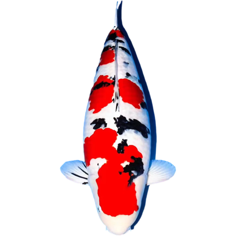 (yujian)高档观赏鱼日本纯种锦鲤红白昭和三色锦鲤淡水冷水鱼耐活好养