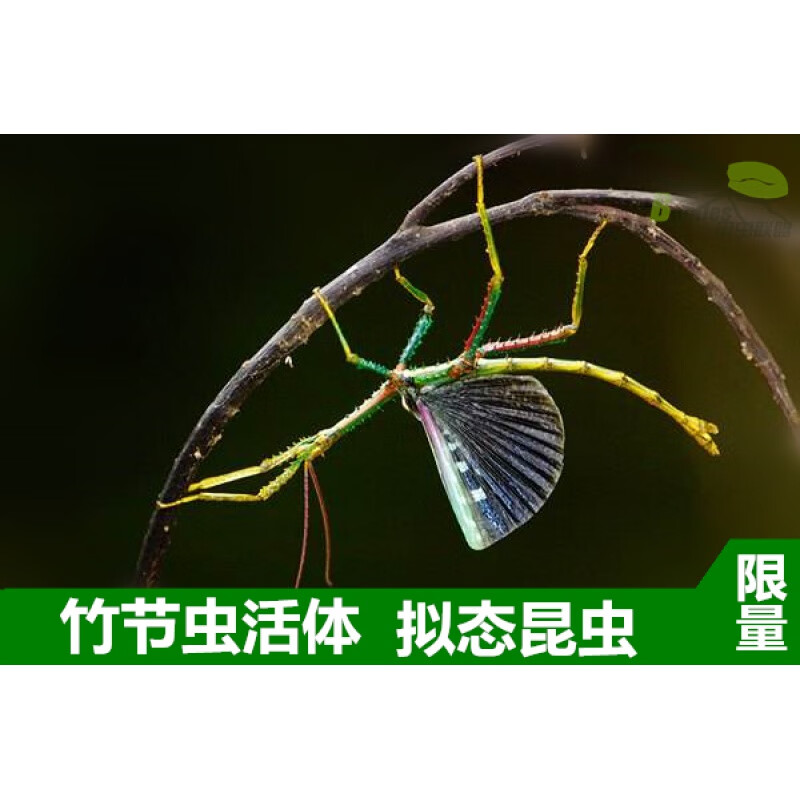 活体宠物昆虫叶子虫叶39竹节虫另类宠物巨扁卵吃芭乐月季玫瑰叶子