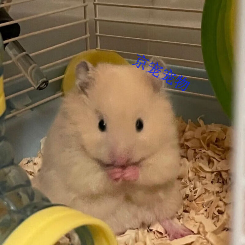 采缇(caiti)【家养】长毛金丝熊蜜色杂银米熊鸽灰长毛鼠纯银 长毛米熊