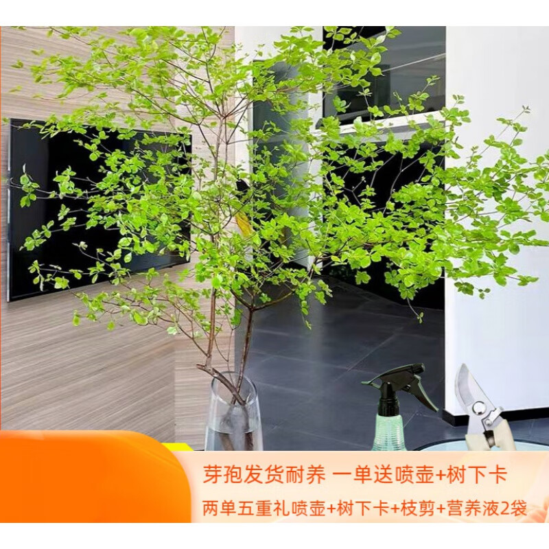 素蜜吊钟水培植物鲜切水养枝条客厅绿植花卉北欧  多芮蜜 45-55公分