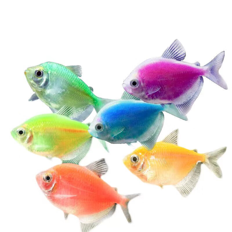 墨一彩裙鱼观赏鱼七彩裙鱼活体小型热带群游孔雀鱼金鱼扯旗草缸 随机