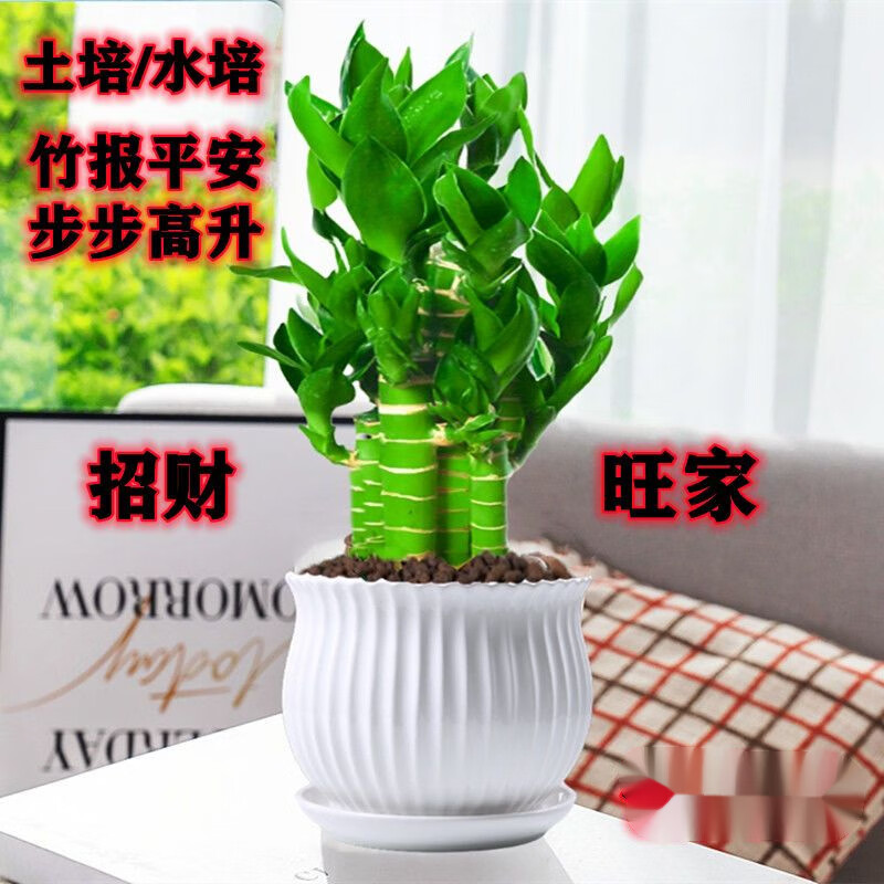 绿有意步步高观音竹富贵荷花竹水养土培盆栽室内桌摆植物吸甲醛水培植物 步步高富贵竹(灰色叠叠吸水盆)+招财卡 含盆