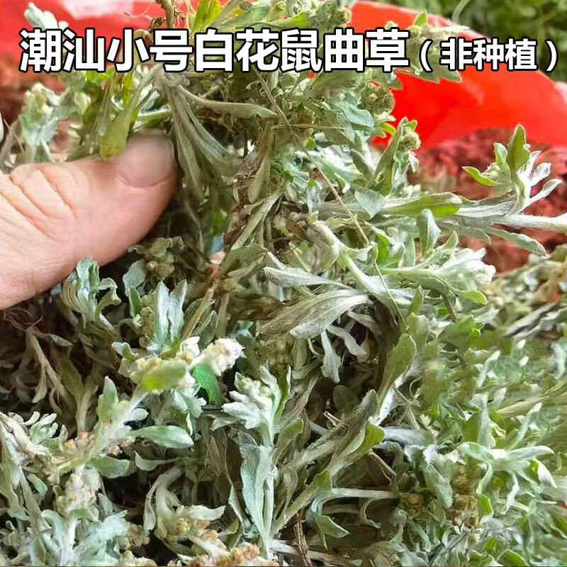 清明菜清明草黄花佛耳草鼠麴田艾草清明果团 小号白花鲜草带根250克