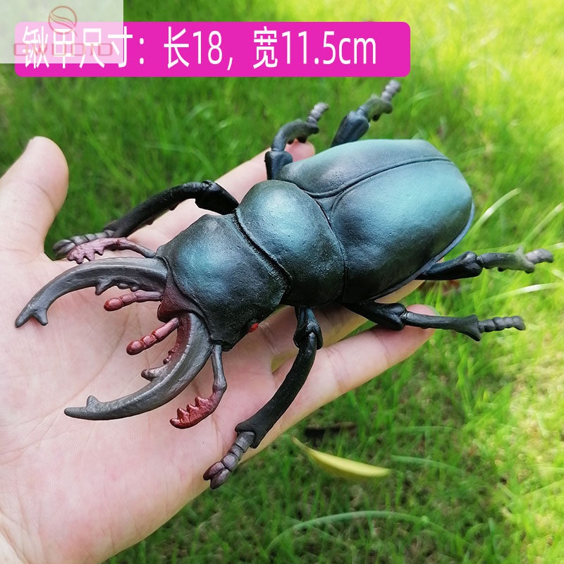 独角仙标本 仿真昆虫模型大号甲虫标本玩具独角仙大兜虫早教认知动物
