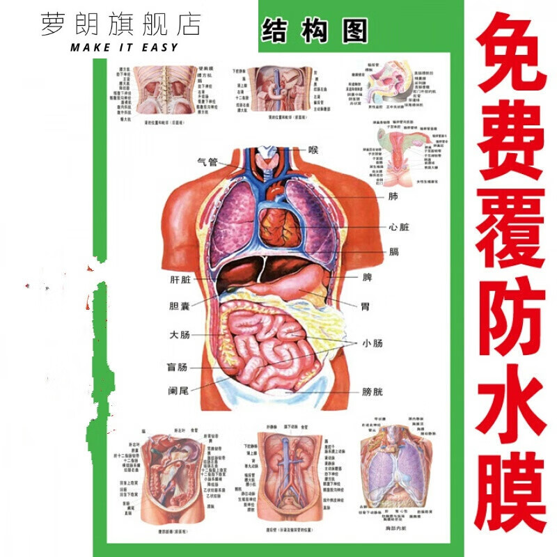 萝朗 人体内脏解剖示意图医学宣传挂图人体器官心脏结构图海报d 24寸