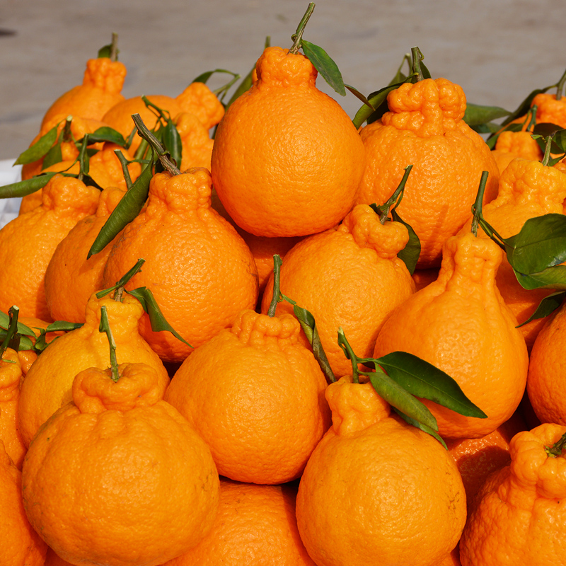 菜场】四川不知火丑橘新鲜3/5/9斤丑八怪丑柑桔子酸甜可口应季水果 9