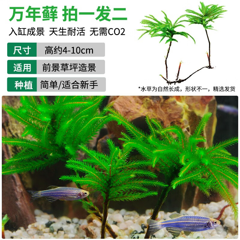 疯狂水草(fksc)万年藓水草植物鱼缸水草真草耐活耐低温苔藓鱼缸净化