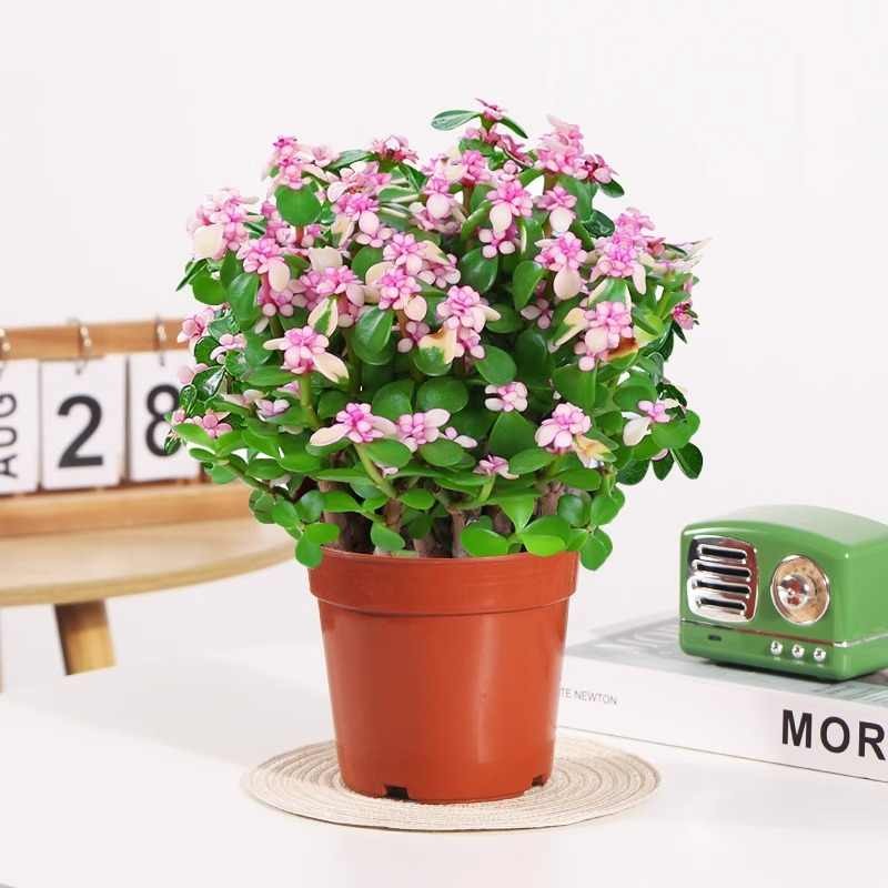 绿有意金枝玉叶盆栽老桩多肉水培植物室内花办公室绿植好养净化空气 金枝玉叶（多棵）原盆+肥