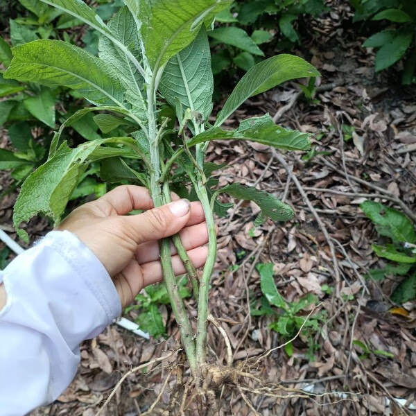 姒桀新鲜大风艾 大艾草 艾纳香牛耳艾大枫草小苗3棵 3棵小苗包泥30