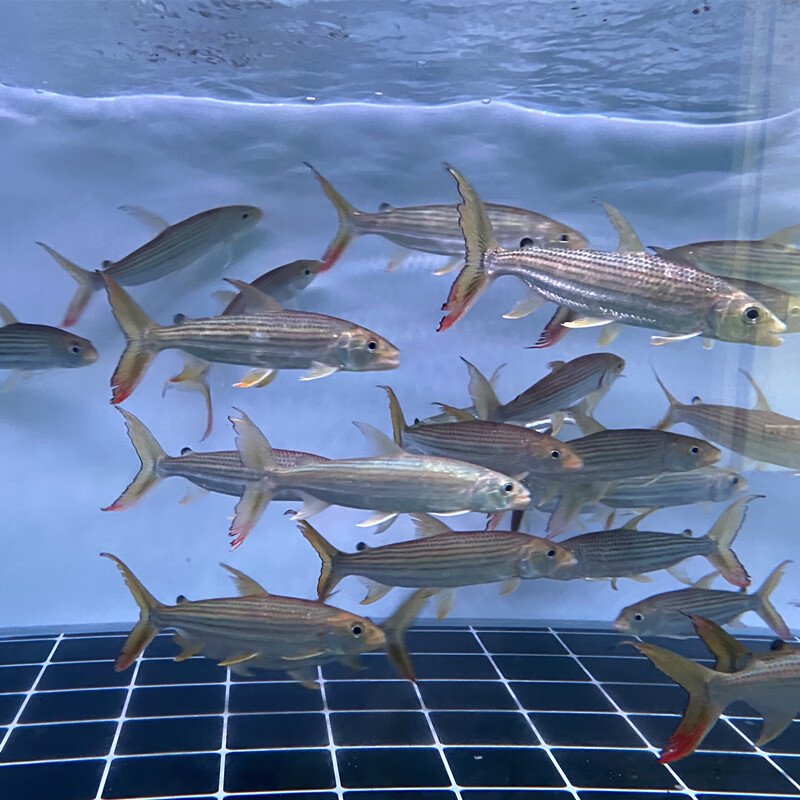 奶萝黄金猛鱼大型加拉辛猛鱼白金猛鱼黄金河虎鱼观赏鱼热带淡水鱼活体