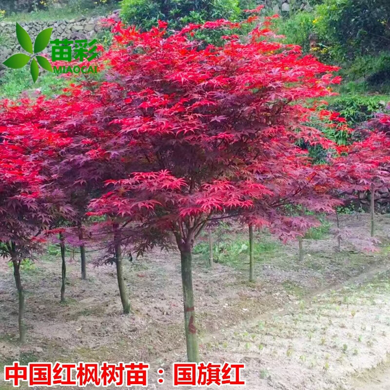 红枫小苗秋火焰十月光辉日本庭院景观风景树红枫叶彩叶行道树耐寒植物