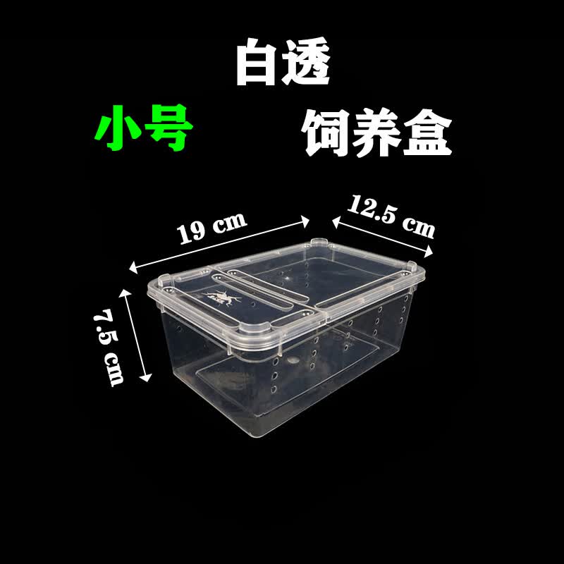 绿野客青蛙饲养缸 蓝玻璃树蛙老爷树蛙爬虫爬宠箱活物蜘蛛角蛙蛇蜥蜴