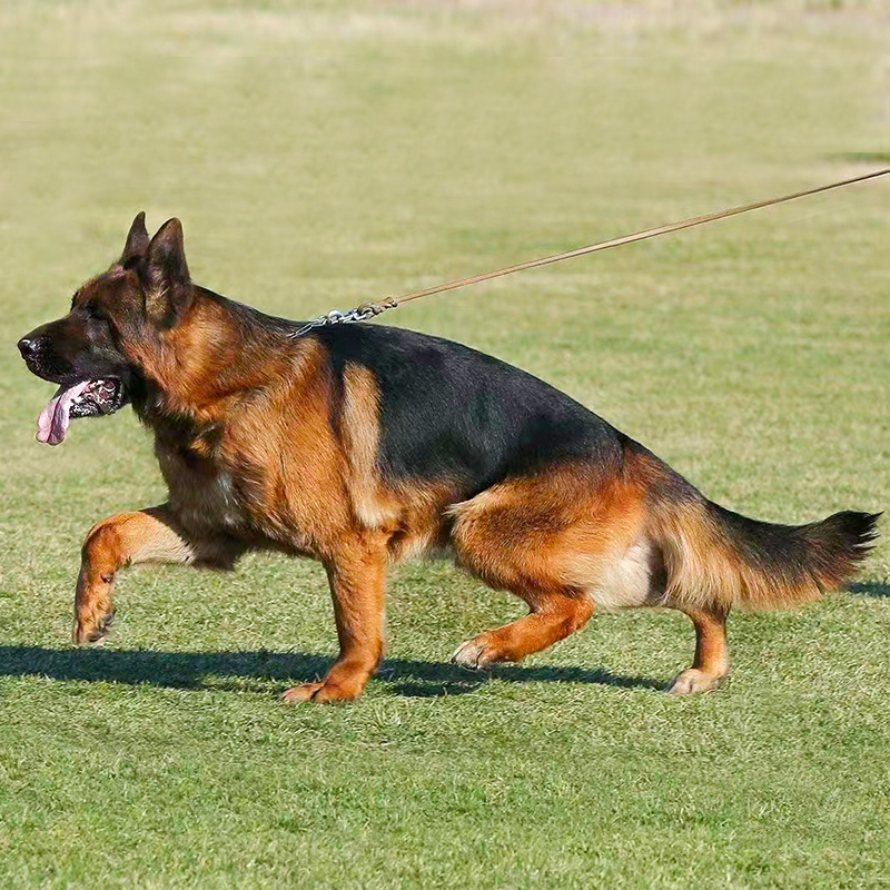 北京纯种德国牧羊犬弓背赛级血统犬舍同城德牧狼狗大型猛犬 宠物级