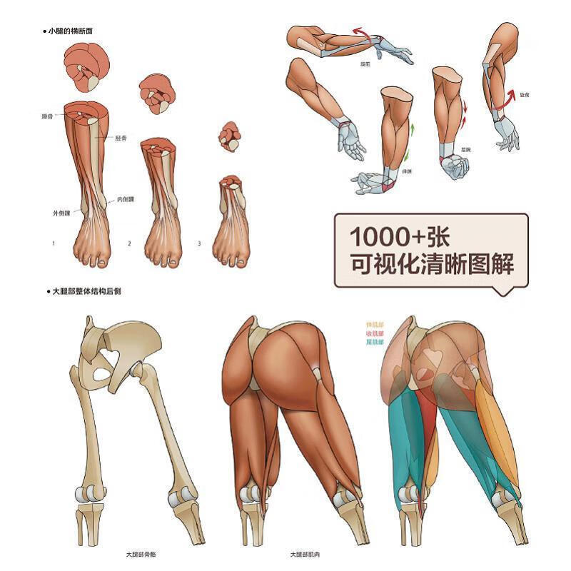 艺用人体结构:解剖+形态+运动 人民邮电出版社9787115611758 绘画书籍