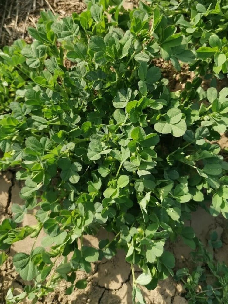 【精选现发】陕西苜蓿菜新鲜草头食用苜蓿芽头茬苜蓿草野生菜当季